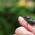 The Historic Cicada Invasion of 2024: A Phenomenon Centuries in the Making