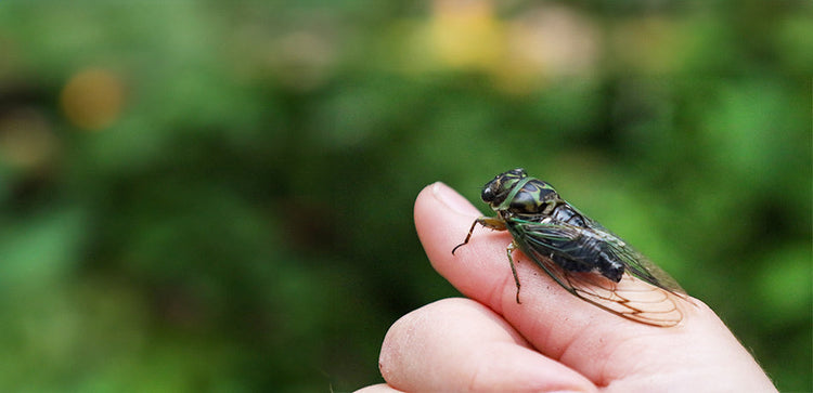 The Historic Cicada Invasion of 2024: A Phenomenon Centuries in the Making