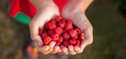 Wild Raspberry Gluten Free Healthy Muffins - Paleo Approved