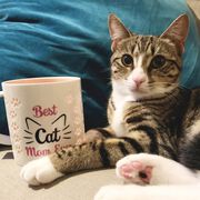 Soleil Home&trade; Porcelain Mug - Best Cat Mom Ever
