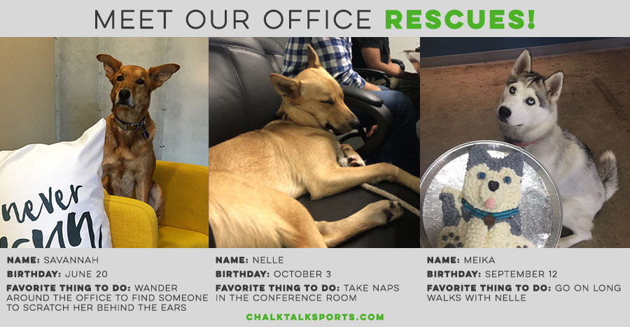 Meet our office rescues - Savannah, Nelle & Meika